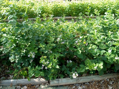 Hundreds - maybe thousands? of blackberry blooms